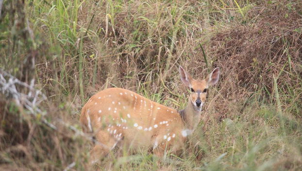 Kissama National Park Safari Tour - Foto 3